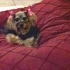 doglife5